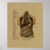 Vintage deutsche Anatomie Poster (Vorne)