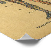 Vintage deutsche Anatomie Print Arteries Nerves Poster (Ecke)