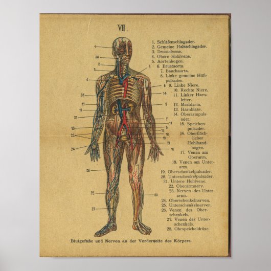 Vintage deutsche Anatomie Print Arteries Nerves Poster (Vorne)