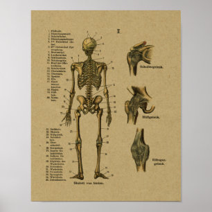Vintage deutsche Anatomie-Skeleton Druck Poster