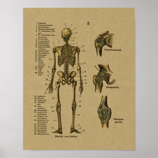 Vintage deutsche Anatomie Skeleton Print Poster (Vorne)