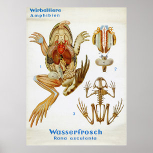Vintage Deutsche Froschtrennkarte Poster