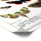 Vintage Deutsche Motte und Schmetterlingskarte Poster (Ecke)