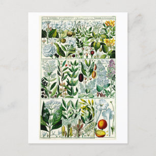 Vintage Diandria Florale Botanische Illustration Postkarte