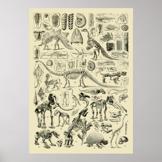 Vintage-Dinosaurierknochen-Fossilien-Kunst Poster (Vorne)