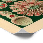 Vintage Discomedusae Color Ernst Haeckel Art Print Poster (Ecke)