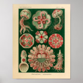 Vintage Discomedusae Color Ernst Haeckel Art Print Poster (Vorne)