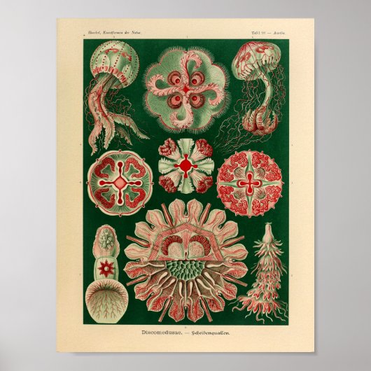 Vintage Discomedusae Color Ernst Haeckel Art Print Poster (Vorne)