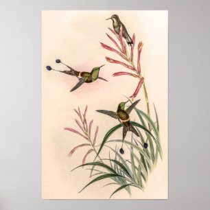 Vintage Discosura Longicauda Vögel von John Gould Poster