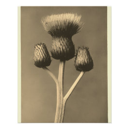 Vintage Distel-Kunstwerk Poster
