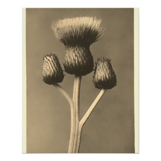 Vintage Distel-Kunstwerk Poster (Vorderseite)