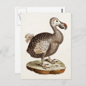 Vintage Dodo-Bird-Illustration 1700 Dodo-Vögel Postkarte (Vorne/Hinten)