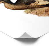 Vintage Dodo-Bird-Illustration Poster (Ecke)