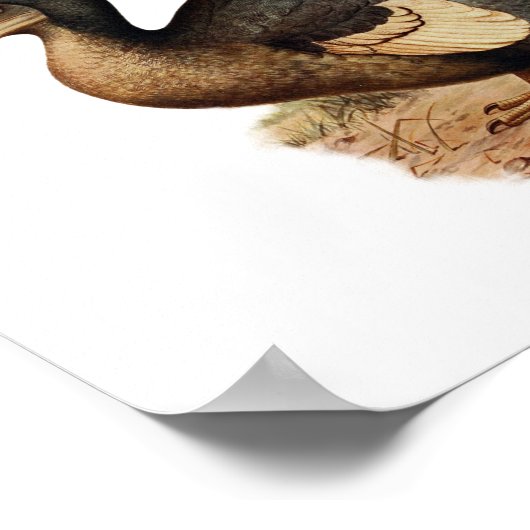 Vintage Dodo-Bird-Illustration Poster (Ecke)