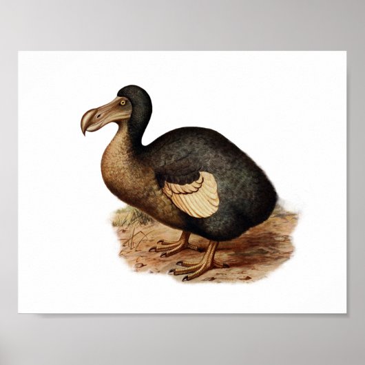 Vintage Dodo-Bird-Illustration Poster (Vorne)