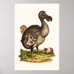 Vintage-Dodo-Druck Naturhistorische Illustration 1 Poster
