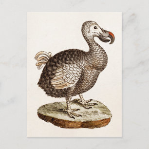 Vintage-Dodo-Vogel-Illustration 1700er Dodo-Vögel Postkarte