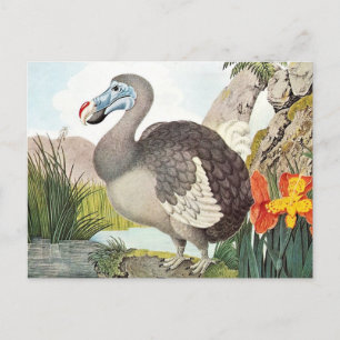 Vintage-Dodo-Vogel-Kunst Postkarte