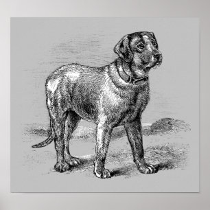 Vintage Dog-Illustration - Archivdruck Poster