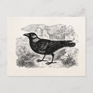 Vintage Dohle Krähe Vogel Personalisierte Vögel Kr Postkarte