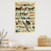 Vintage domestizierte Tiere von Adolphe Millot Poster (Küche)