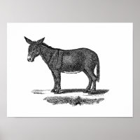 Vintage Donkey-Illustration - die Esel des 18. Jah