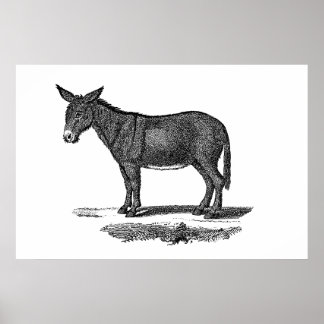 Vintage Donkey-Illustration - die Esel des 18. Jah Poster