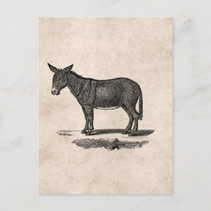 Vintage Donkey-Illustration - die Esel des 18. Jah Postkarte