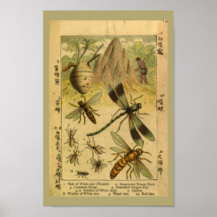 Vintage Drachenfliegeninsekten - Naturgeschichte Poster
