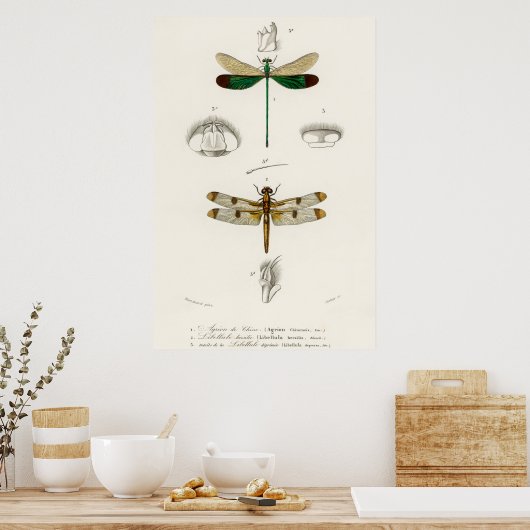 Vintage dragonfly Illustration Poster (Küche)