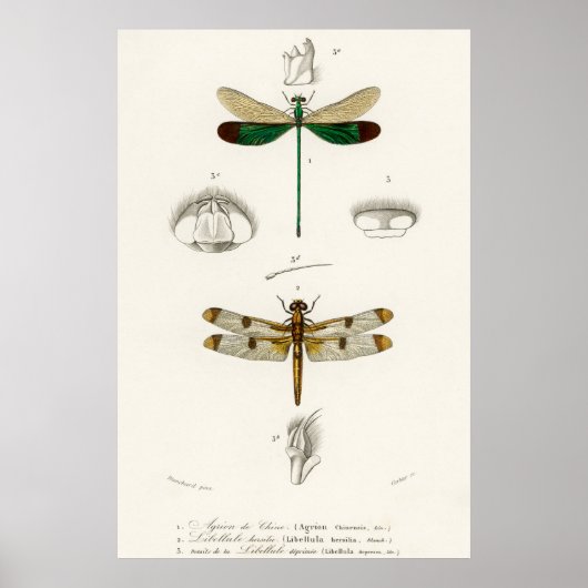 Vintage dragonfly Illustration Poster (Vorne)