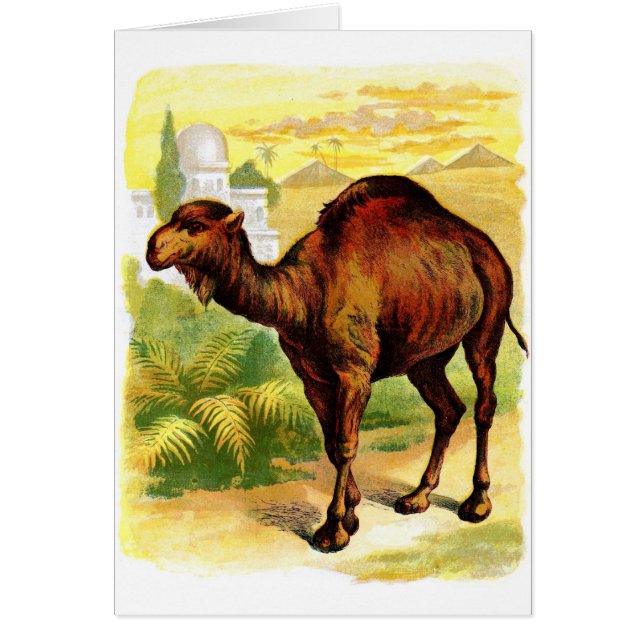 Vintage Drawing: The Dromedary (Vorne)
