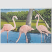 Vintage Drei Florida Flamingos Seidenpapier (Vorderseite)