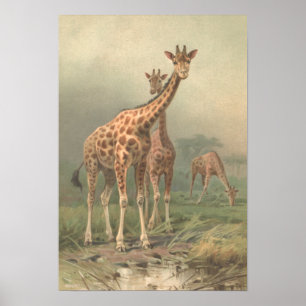 Vintage Druck-Afrikaner-Ebenen der Giraffen-1894 Poster