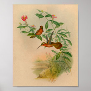 Vintage-Druck des Hermit Hummingbird von 1861 Poster