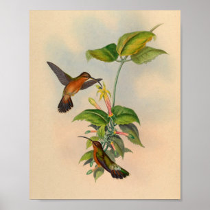 Vintage-Druck des Hermit Hummingbird von 1861 Poster