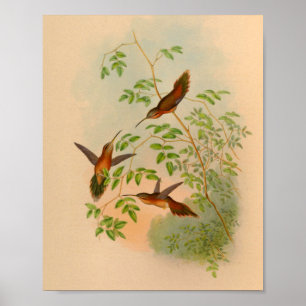Vintage-Druck des Hermit Hummingbird von 1861 Poster