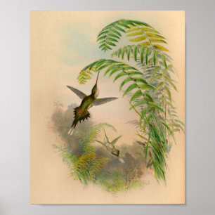 Vintage-Druck des Hermit Hummingbird von 1861 Poster