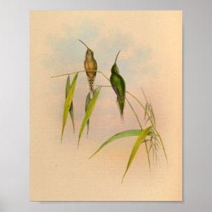 Vintage-Druck des Hermit Hummingbird von 1861 Poster