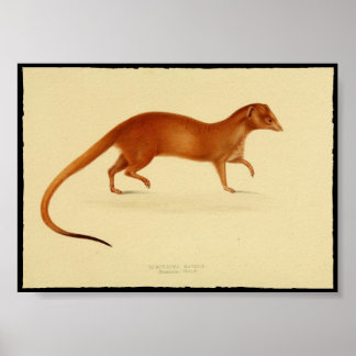 Vintage-Druck eines Mungo-Posters Poster