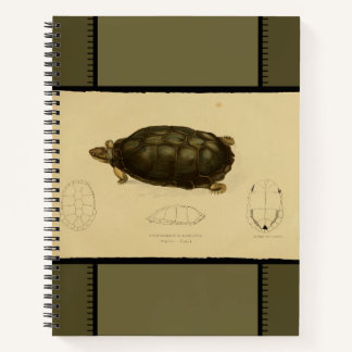Vintage-Druck eines Schildkröten-Notizbuchs Notizblock