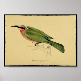 Vintage-Druck eines Vogelposters Poster