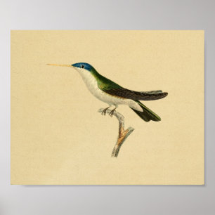 Vintage Druck Kolibri 1830 Grün Blau Poster