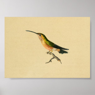 Vintage Druck Kolibri 1830 Grün Orange Poster