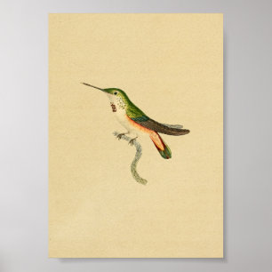 Vintage Druck Kolibri 1830 Grün Orange Poster