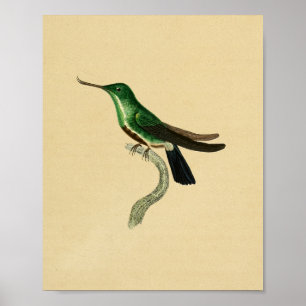Vintage Druck Kolibri 1830 Grün Poster