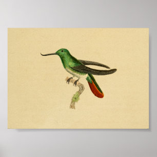 Vintage Druck Kolibri 1830 Grün Rot Poster