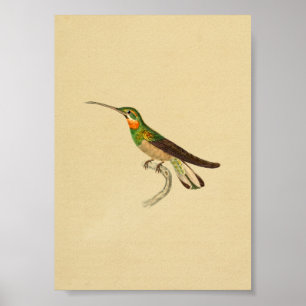 Vintage-Druck Kolibri 1830 Rot Grün Poster