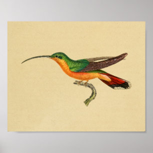 Vintage-Druck Kolibri 1830 Rot Grün Poster