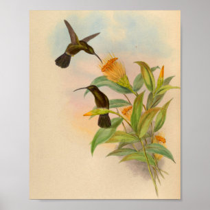 Vintage-Druck Kolibri Orange Blumen Poster